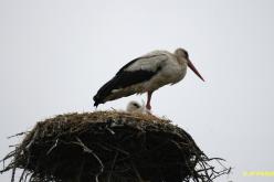 Cigogne blanche